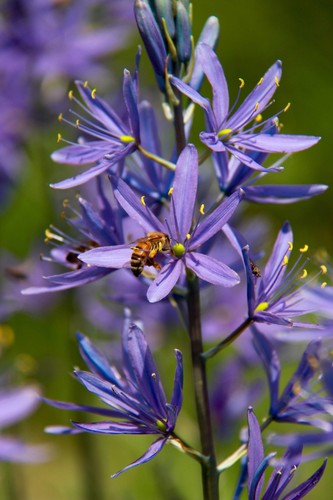 30 BLUE CAMAS Camass Lilie Wild Indische Hyazinthe Camassia Quamash Blumensamen - Bild 10 von 10
