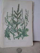 Vintage Print,SPREADING HALBERD LEAVED ORACHE,Plants,Great Britian,Pratt