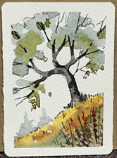 Aceo Original Watercolor - Bonsai - David B Bailey 0360