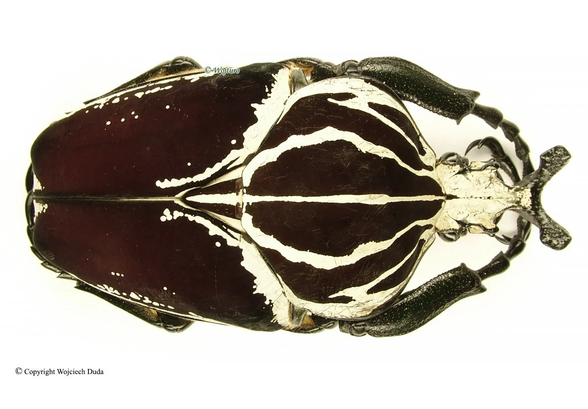 標本 Cameroon Goliathus goliathus 79mm 標本 Cameroon Goliathus