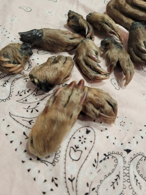 #ad Beaver Paw Taxidermy Beaver Foot Animal Paw Foot Taxidermy Oddity Gift Preserved $23.50