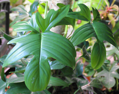 silver stripe philodendron Philodendron cordatum 'Silver Stripe' main image 0