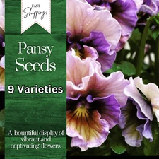 150+ Pansy Seeds (Viola) - Fragrant, Flower Seeds, Annual Seeds, Garden Seeds