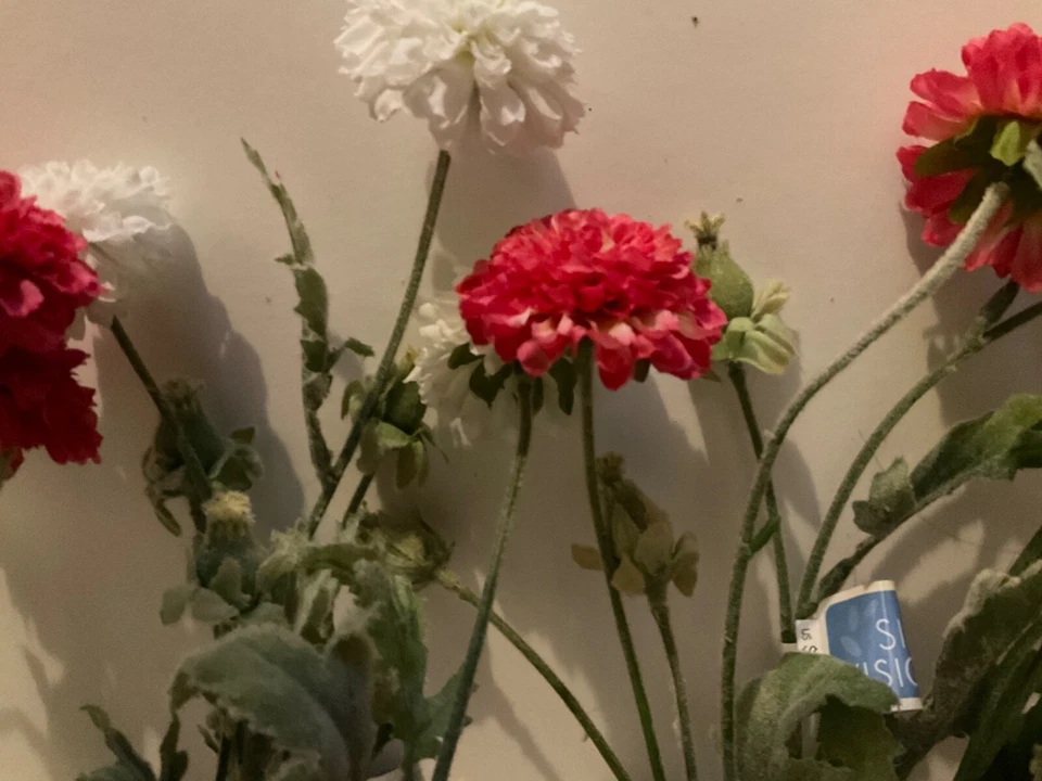 Lote de 6 arbustos clavel blanco 27 pulgadas arbusto rosa y uno blanco Foto 2 de 4