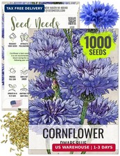 Seed Needs Cornflower Seeds for Planting Dwarf Blue Bachelor's Button Wildflower