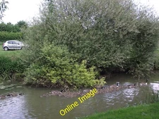 Photo 6x4 Canada Geese swim past the Gate Hangs Well Syston/SK6211  c2013
