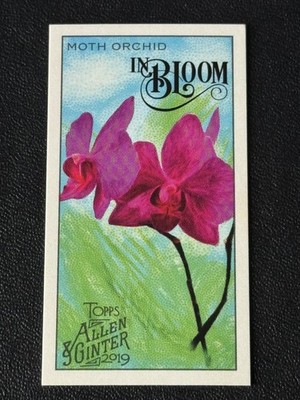 2019 Topps Allen & Ginter #IB-8 Moth Orchid In Bloom