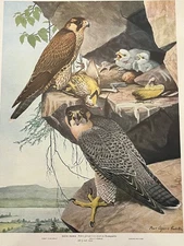 Birds of NY Duck Hawk Plate Print Louis Agassiz Fuertes Art Antique 1914