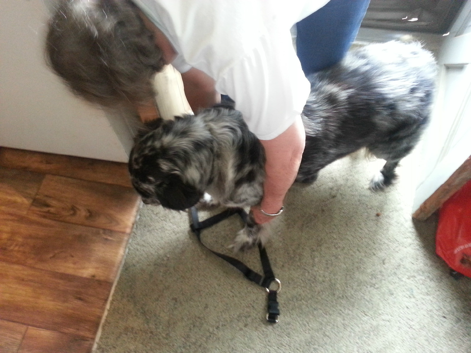 Carter Pet Supply Hand Made Step In Dog Harness USA Made Easy Fit