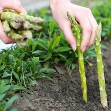 200 ASPARAGUS Seeds- MARY WASHINGTON-Non GMO Heirloom Free Shipping