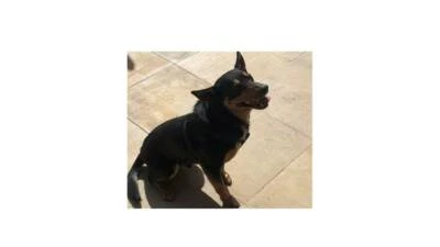 Purebred Kelpie Puppys For Sale Dogs Puppies Gumtree Australia Campbelltown Area Minto 1255138974