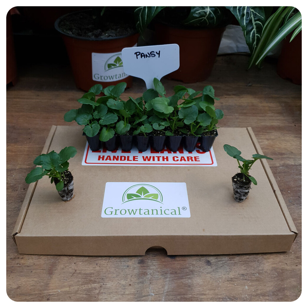 Pansy Power Mini Bedding / Hanging Basket Plug Plants x 24 For Potting On, eBay