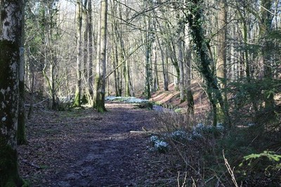 Photo 6x4 Track in Galla Hill Wood Gatehouse of Fleet  c2018
