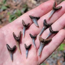 10 pcs 1" - 1 .25+" Fossil Sand Tiger Shark Teeth Tooth small  / Megalodon era!