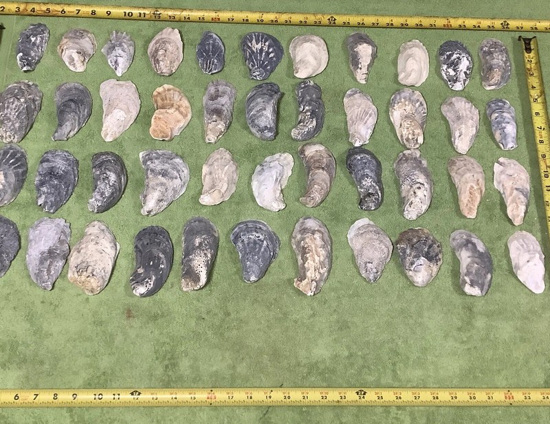 Lot of  44 Atlantic Oyster Shells 3.5 To 5 Inches Long Craft Art Collect ￼