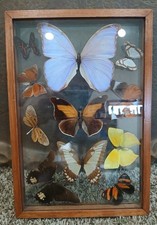 Rare: Eleven (11) Pristine Butterflies Taxide...