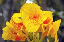 1 - YELLOW KING HUMBERT Giant Canna Lily Flower Bulb Tuber Rhizome - STUNNING