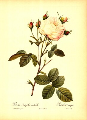 「Rosa centifolia」ボタニカルアート ROSA CENTIFOLIA MUTABILIS, ROSIER UNIQUE