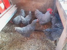 10 Bioland Bruteier von reinrassigen Amrock