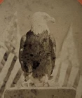 1876 CENTENNIAL STEREOVIEW, OLD ABE BALD EAGLE, 8th WISCONSIN CIVIL WAR MASCOT