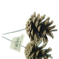 Nature Trends Schwarzkiefer-Zapfen Natur Ca. Ø 5,5 Cm