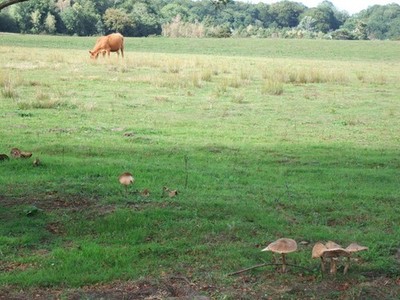 Foto A3 Rindfleisch und Pilzkuchen ? Bawsey A grasing bullock and some fungi c2010
