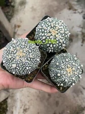 3PCS Astrophytum asterias var.super Beautiful cactus succulent plants 4-5cm