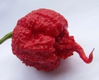20 CAROLINA REAPER CHILLI SEEDS 100% GUARANTEED SEEDS