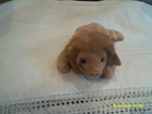 Vtg. Ty Beanie Baby-Roary the Lion-org tags-DOB 2/20/1996
