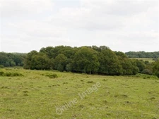 Photo 6x4 An invisible copse above Howen Bottom Fritham This substantial  c2009
