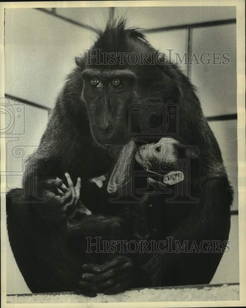 Press Photo Newborn Celebes Black Ape With Mother At Lincoln Park Zoo
