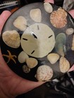 Sea Shell Sand Dollar Beach Resin Trivet Coastal Florida VTG Retro Decor 70s — photo 3