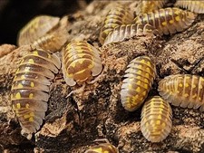 10 CARAMEL Gestroi Isopods Live Isopods Bioactive