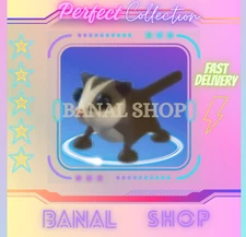 SUGAR GLIDER - BUY NOW!