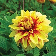 1 "Dazzling Sun" Decorative Dahlia - US Seller