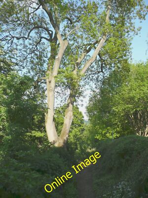 Photo 12x8 Ash tree, Ladderbanks Lane Baildon No sign of the ash tree dise c2013