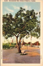 Sausage Tree Florida Scenic Tropical Plantlife Linen Curt Teich Postcard
