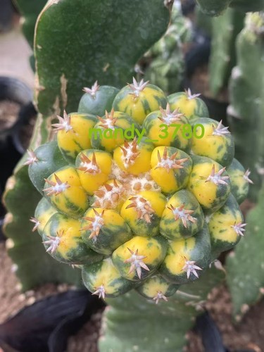 RareCactus Succulent plant Coryphantha elephantidens Variegated Plant 5-8cm - Picture 1 of 7