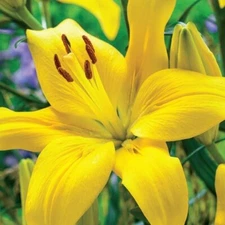 3  YELLOW COUNTY Asiatic Lily Live Flower Bulbs  * ATTRACTS BUTTERFLIES
