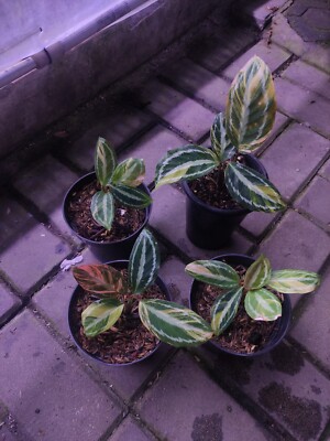Calathea medallion Variegated Yellow Real Picture Rare Plant