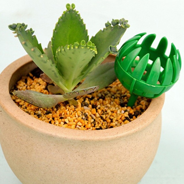 100PCS Bonsai Potted Fertilizer Box Green Plant Jade