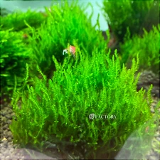Flame Moss | Taxiphyllum sp. Flame | Aquarium Plants Factory®
