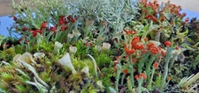 Small Live Lichen Assortment for Terrarium, Mossarium, Fairy Garden 3"x4" Bag