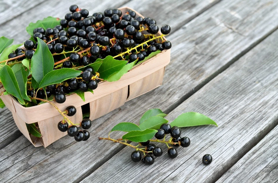 30 BLACK CHERRY Fruit Tree Prunus Serotina Fragrant White Flowers Seeds - Image 3 of 4