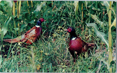 Ring Necked Pheasants In South Dakota Postcard