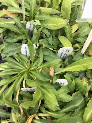 Lobelia cardinalis Red Lobelia Cardinal Flower LIVE PLANT native inch  pot