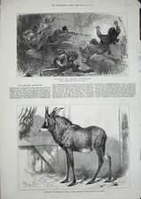 Afhgan War Loose-Wallahs Antelope Nubia Zoological 1879 19th Antique Print