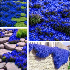 Magic Blue Creeping Thyme Seeds for Planting-16000PCS Thymus Serpyllum Heirloom