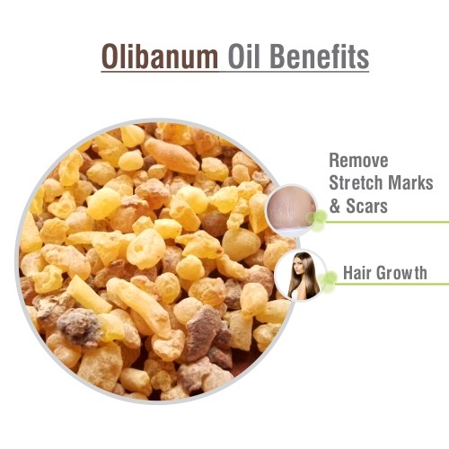 Olibanum (Boswellia Serrata) | 100% Pure & Natural Essential Oil | 10ml- 5000ml. - Picture 3 of 16