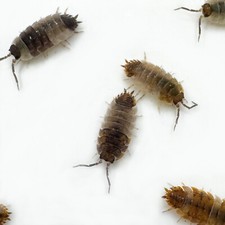 Isopod Factory 15 Porcellio Scaber Skewbald Tri Isopods Bioactive Clean Up Crew